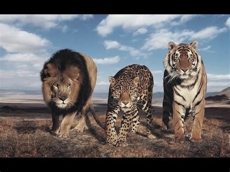 Big Cats Documentary #documentary #trending #cat #lion - YouTube