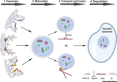 Autophagosome Biogenesis in Plants: An Actin Cytoskeleton Perspective ...