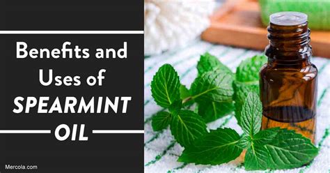 Herbal Oil: Spearmint Oil Benefits and Uses