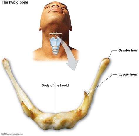 Technical Tuesday Hyoid Bone