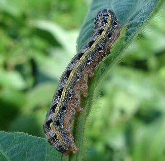 Beet Armyworms - The Daily Garden