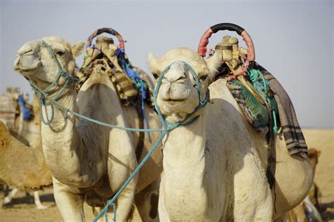 Camels Sahara Desert - Free photo on Pixabay - Pixabay