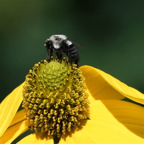 Common Eastern Bumble Bee in August 2020 by roamingthewoods · iNaturalist