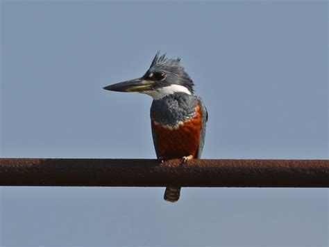 The Online Zoo - Ringed Kingfisher