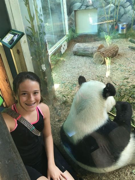 The zoo Atlanta offers up twin baby pandas to delight. And lots of ...