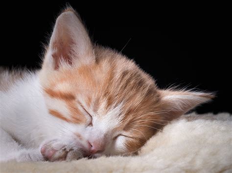 Catnap Connoisseurs: How Cats Sleep | Fear Free Happy Homes