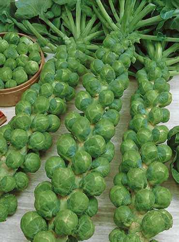 15 of the Best Brussels Sprout Varieties | Gardener’s Path