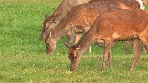 THE RED DEER MATING on Vimeo