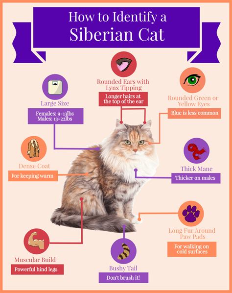 Siberian Cat Breed→ Behavior, Personality & Temperament