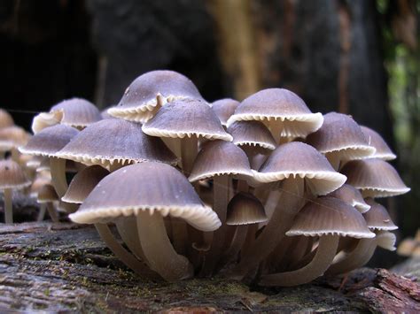 Small Mushrooms Wallpaper - Thallophyta Fungi (#915113) - HD Wallpaper ...