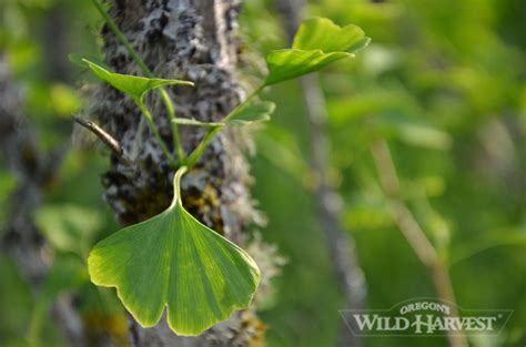 Oregons Wild Harvest Biodynamic Organic Ginkgo (Ginkgo biloba) leaves #organicherb #oregon # ...