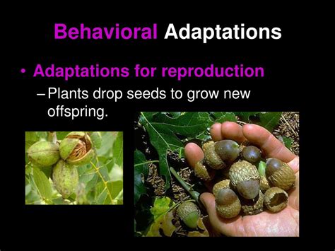 PPT - Plant Adaptations PowerPoint Presentation, free download - ID:9156513