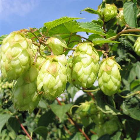 Hops Plant Humulus Lupulus - 50 Seeds - The Brewing beer plant!