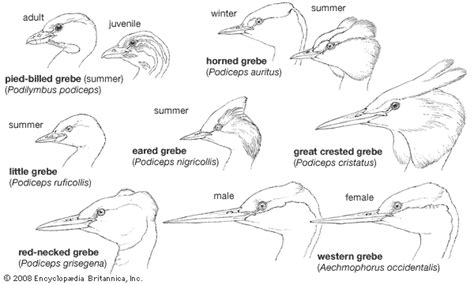 Grebe | Waterbirds, Flightless & Diving | Britannica