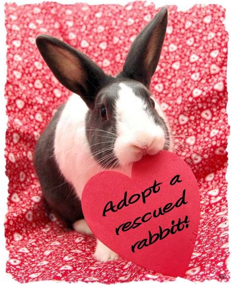 5 Adorable and Adoptable Rabbits for Adopt a Rescued Rabbit Month ...