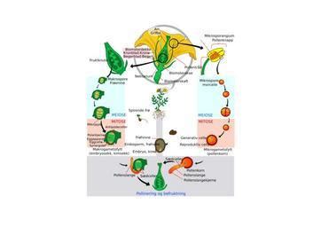 Free Images - apicomplexa life cycle v2