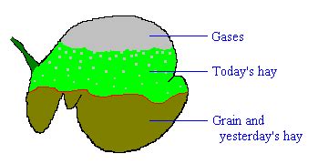 Rumen - Alchetron, The Free Social Encyclopedia