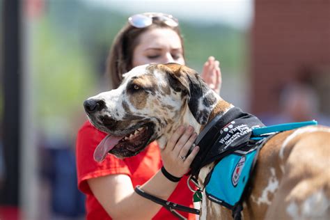 Service Dog Trainers | National Service Dog Trainer List