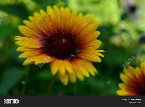 Flower Gaillardia Image & Photo (Free Trial) | Bigstock