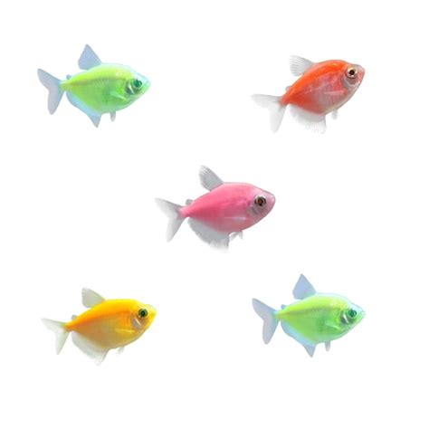 GloFish Tetra 5 Pack: Vibrant & Easy-Care Freshwater Fish