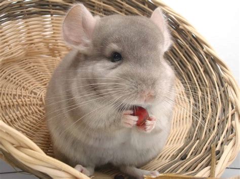 50 Charming Chinchilla Facts That You Have To Know