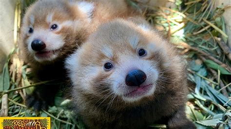 Red panda cubs get clean bill of health at Perth Zoo