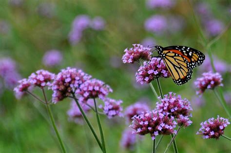 Save the Monarch Butterfly: Plant Milkweed | Chicago Tonight | WTTW