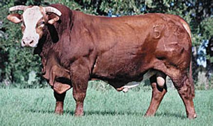 History of the Beefmaster Breed | Isa Beefmasters