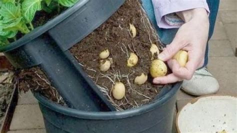 How To Grow Potatoes in Containers at Home in Garden or Indoors - YouTube