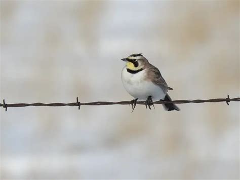 Vermont Birds: 21 Common Birds in Vermont (With Pictures)