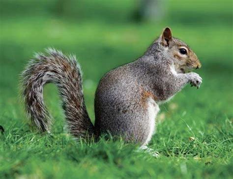 North American gray squirrel | rodent | Britannica.com