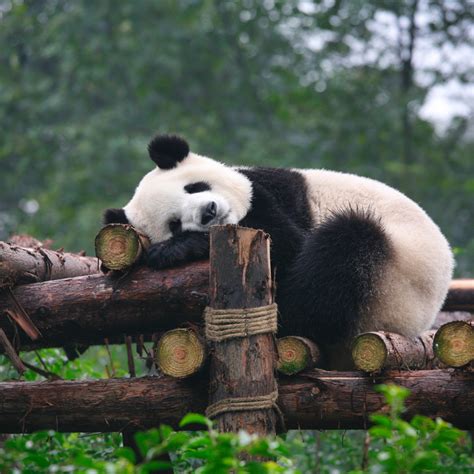 Sleeping Panda Art | Dennis Brack Gallery