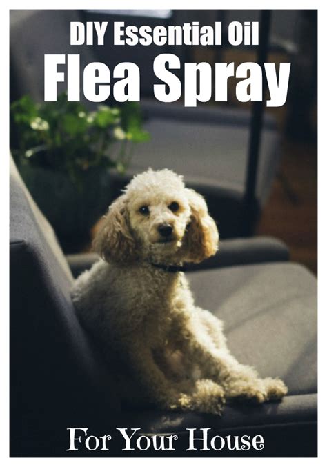 Homemade Flea Spray For House With Essential Oils - Organic Palace ...