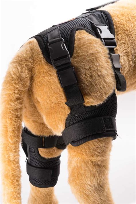 Cruciate Care Dog Knee Brace for Torn ACL - Ortho Dog