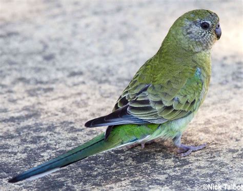 Red-rumped Parrot, Red-backed Parrot or Grass Parrot (Psephotus haematonotus) female | Parrot ...