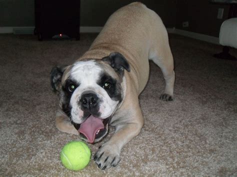 Playing ball - English Bulldog English Bull, Beautiful Creatures ...