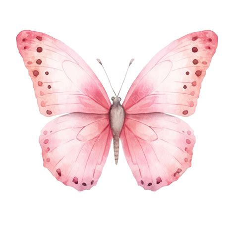 Borboleta Rosa Aquarela PNG , Aquarela, Borboleta, Verão PNG Imagem para download gratuito