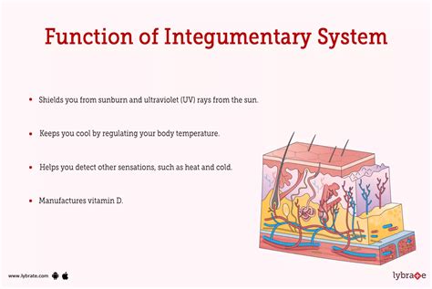 Human Integumentary System Organs