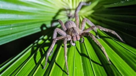 A spider’s feet hold a hairy, sticky secret