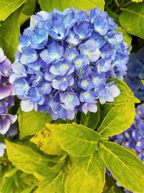 City line Rio hydrangeas- dwarf variety | Dwarf hydrangea, Hydrangea ...