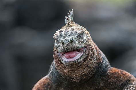 Marine Iguana Portrait | Sean Crane Photography