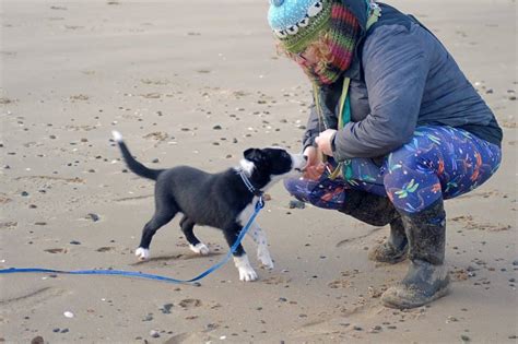 How to start your Border Collie training journey successfully! - That'll Do Academy