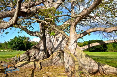 The Vieques Ceiba Tree Park | Vieques