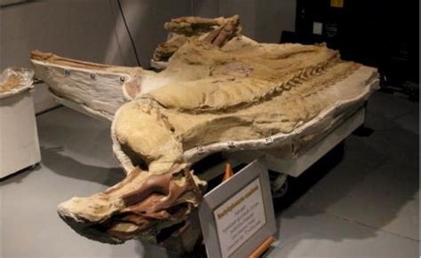 Montana’s mᴜmmу: Scientists have found a Brachylophosaurus fossil more ...