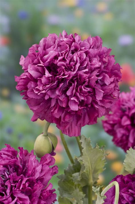 PAPAVER somniferum Purple Peony - Muller Seeds