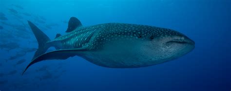 Whale Shark Diving Season is coming soon!