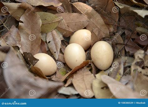 Red junglefowl egg stock image. Image of leaf, healthy - 108386539