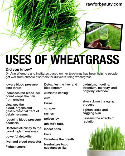 Wheatgrass should be taken alone on an empty stomach for optimal ...