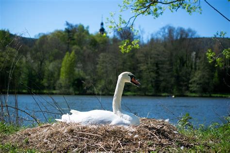 Swan Nest Swan'S Water - Free photo on Pixabay