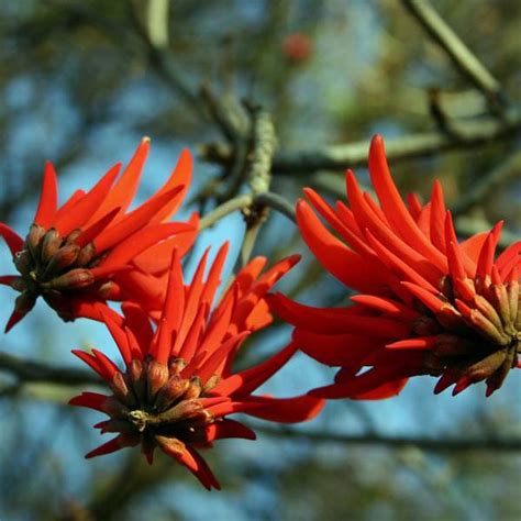 Australian Seed - ERYTHRINA lysistemon